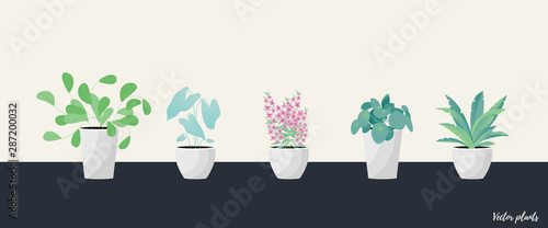 Collection of decorative houseplants isolated