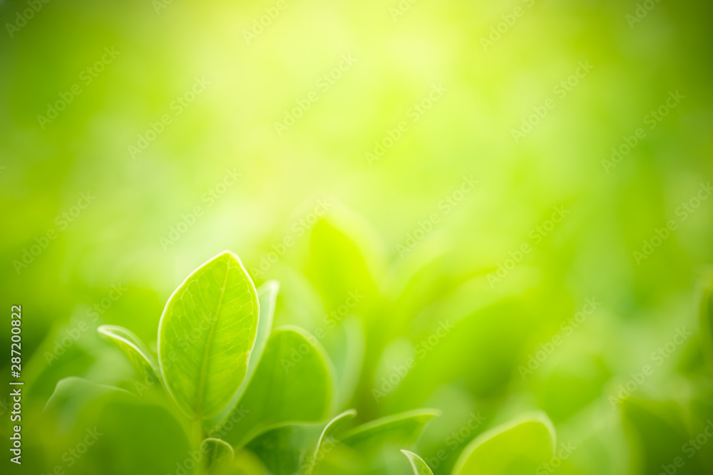 Nature of green leaf in garden at summer. Natural green leaves plants using as spring background cover page greenery environment ecology wallpaper Nature of green leaf in garden at summer. Natural green leaves plants using as spring background cover page greenery environment ecology wallpaper