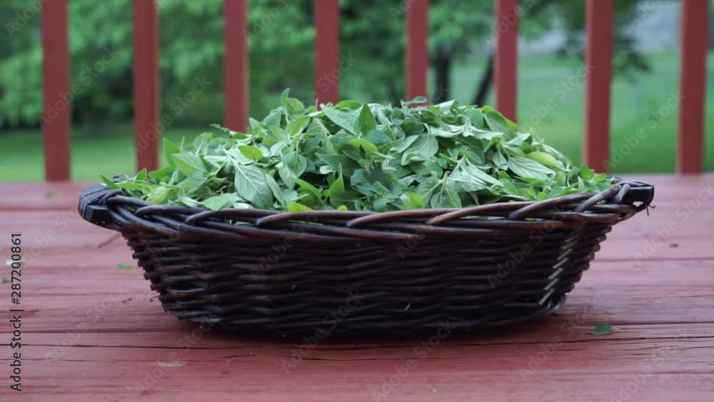 Zoom in on basket of oregano leaves picked from fresh herb garden Zoom in on basket of oregano leaves picked from fresh herb garden