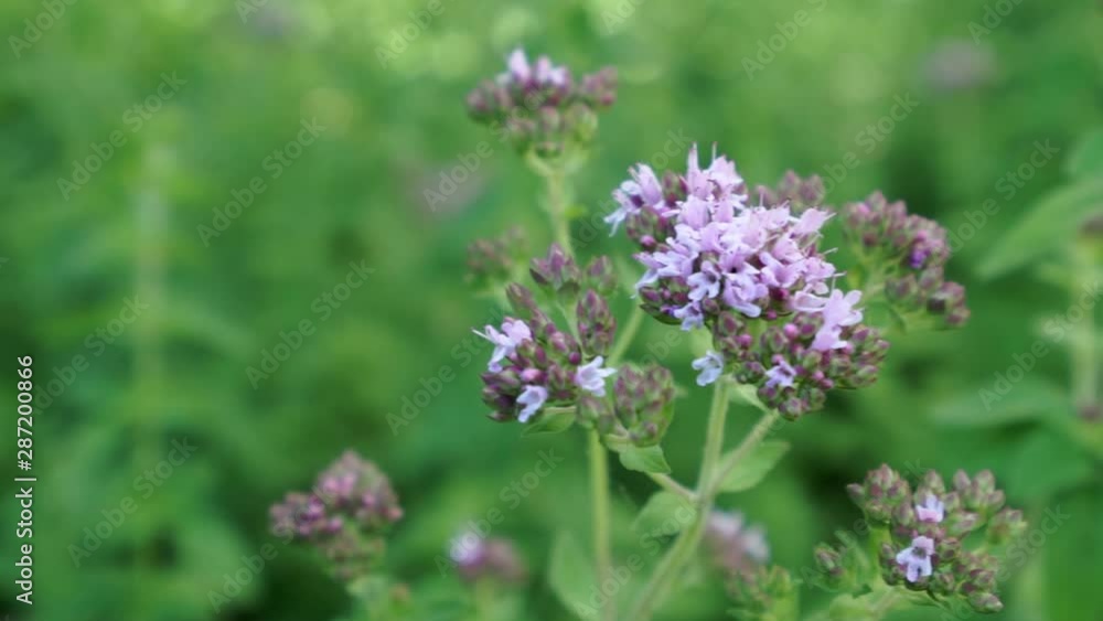 Flowers of oregano plant, close up shallow focus shot of fresh herb Flowers of oregano plant, close up shallow focus shot of fresh herb