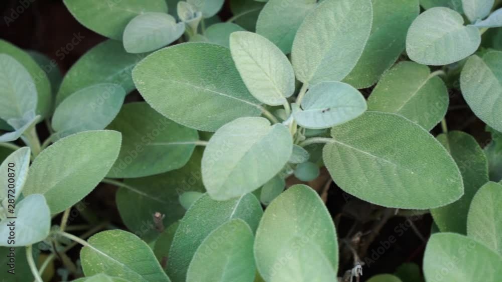 Macro slider shot of green sage plant growing in herb garden Macro slider shot of green sage plant growing in herb garden