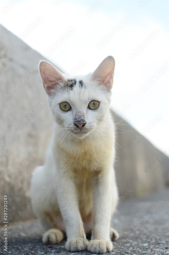 可愛い猫がこちらをじっと見つめる