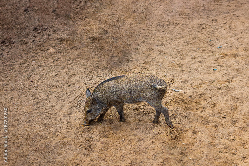 Small Wild boar, Sus scrofa, on sand. Hrizontal with copy space for design about animals, nature. Small Wild boar, Sus scrofa, on sand. Hrizontal with copy space for design about animals, nature.