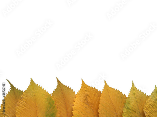 Autumn leaves isolated on white background. Yellow elm leaves. Bright autumn background  beautiful frame. Space for text.