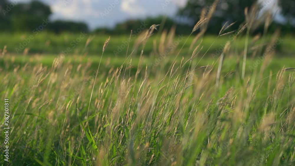 Background, grass swaying in wind and sunlight in the evening Background, grass swaying in wind and sunlight in the evening