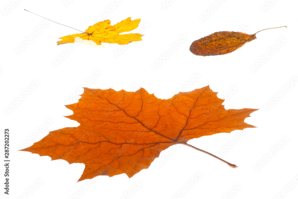 Obraz premium Leaf autumn