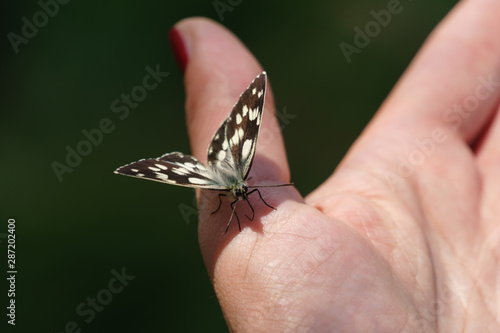 Buterfly resting on the woman's palm