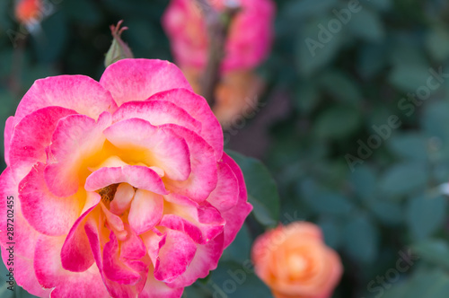 Nakanoshima Park Rose Garden-Maria Callas-