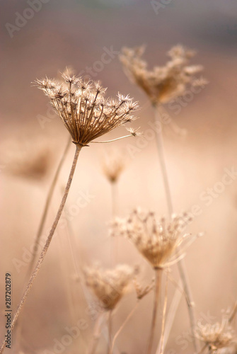 Dry plants, autumn