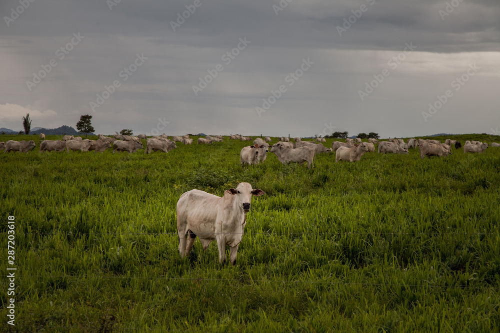 Fototapeta premium Livestock in the Amazon is one of the largest vectors of deforestation.
