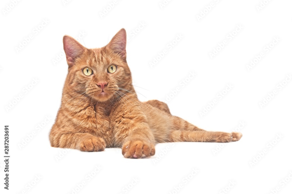 Cute ginger cat lying down and looking curious to the camera. Isolated on white background. 