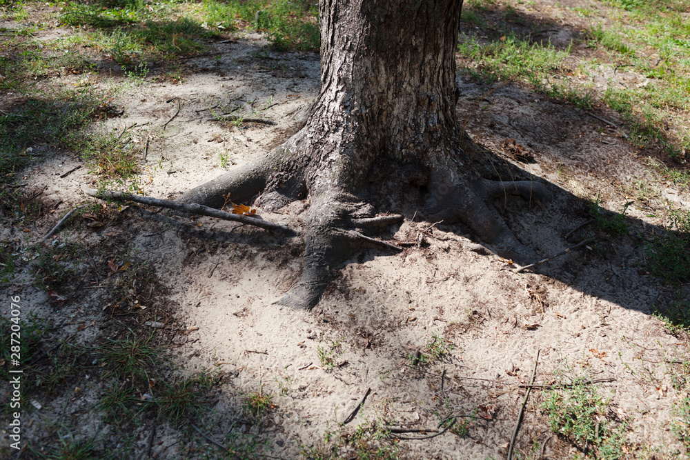 Interesting roots of a large tree in a park with autumn leaves Interesting roots of a large tree in a park with autumn leaves