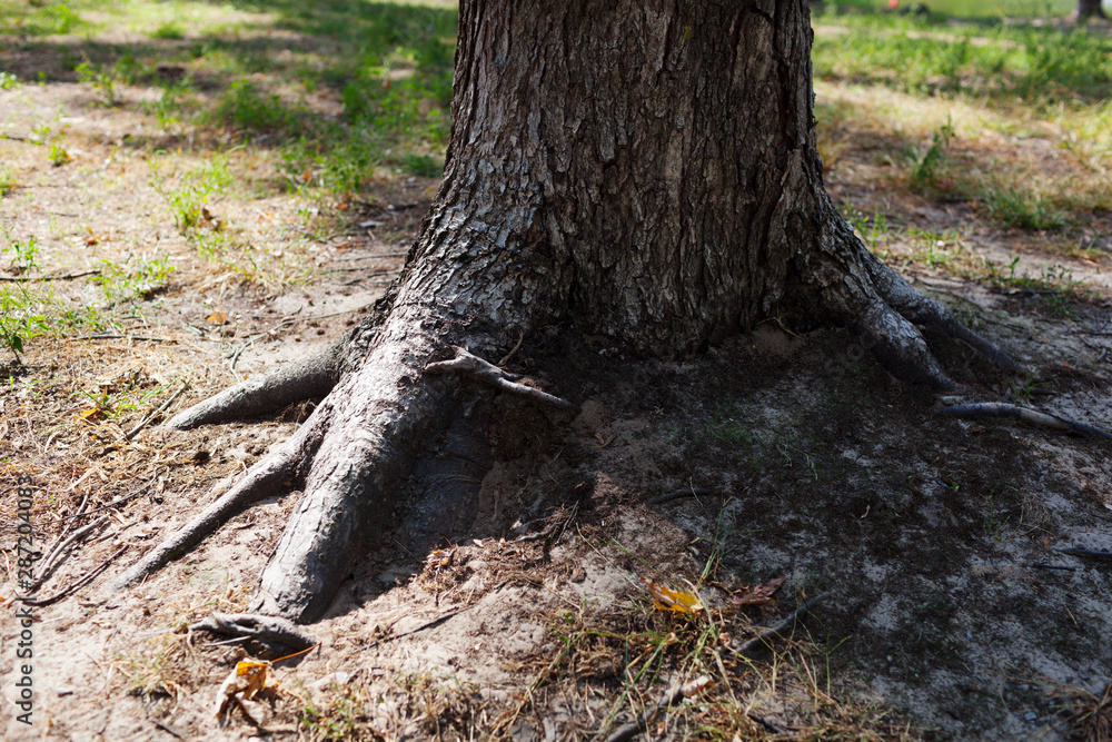 Interesting roots of a large tree in a park with autumn leaves