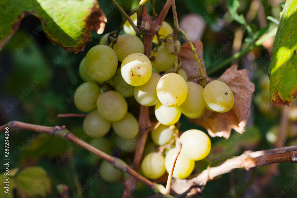 Bunch of young fresh green ripe grape fruit on green leaves under soft sunlight in vineyard at the harvest season, viticulture planting in organic winery farm to produce the red win Bunch of young fresh green ripe grape fruit on green leaves under soft sunlight in vineyard at the harvest season, viticulture planting in organic winery farm to produce the red win