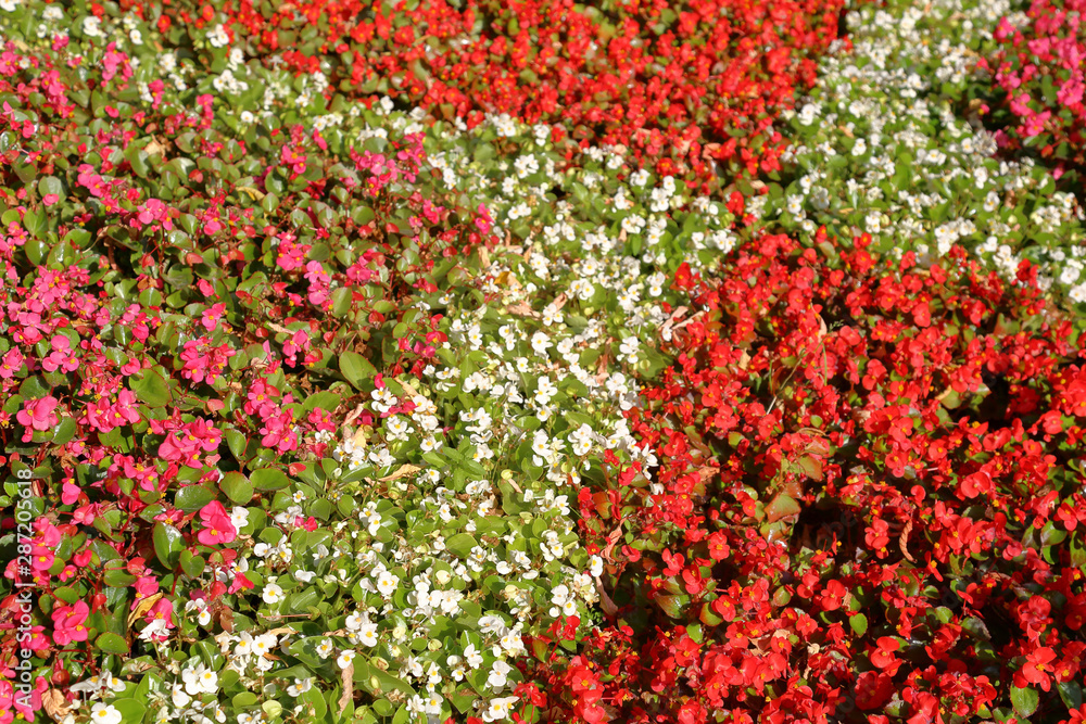 Bright flower bed of plants in summer city park
