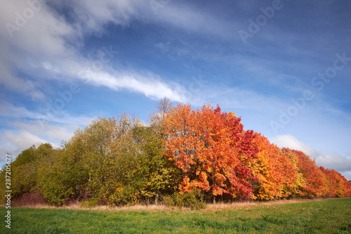 Fototapeta Naklejka Na Ścianę i Meble -  Red and green autumn trees against the blue sky. Nature in autumn. Landscape.