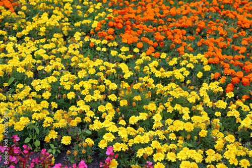 Bright flower bed of plants in summer city park