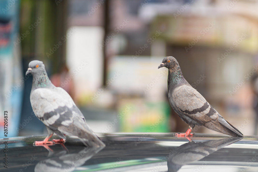 Two of Feral Pigeon bird perching on the car roof. Two of Feral Pigeon bird perching on the car roof.