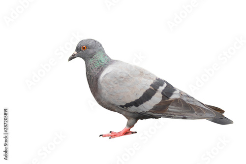 Full length of Feral Pigeon bird isolated on white background with Clipping path inside. photo