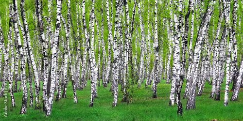 Canvas Print Birch grove with snow-white birches and bright emerald grass