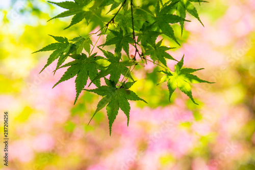 Japan green maple leaves on tree in japan garden  the beautiful autumn color