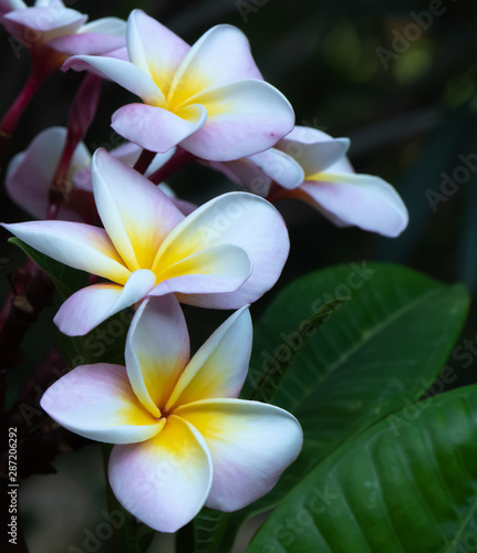 Plumeria  Frangipani  flowers in the garden