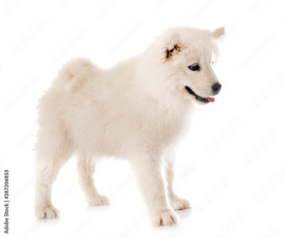 puppy samoyed dog in studio puppy samoyed dog in studio