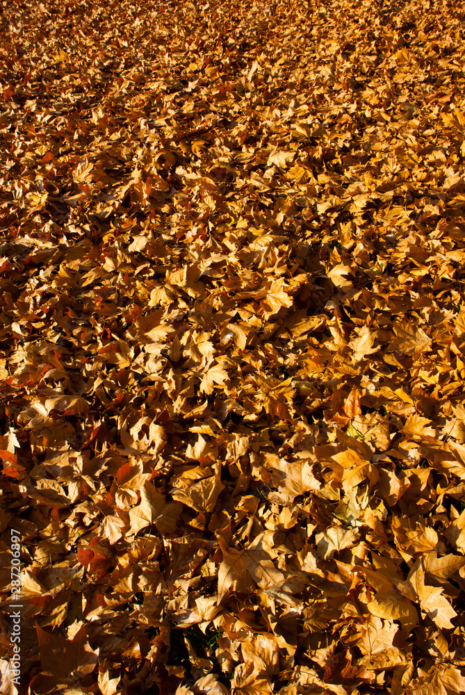 autumn maple leaf litter texture background autumn maple leaf litter texture background