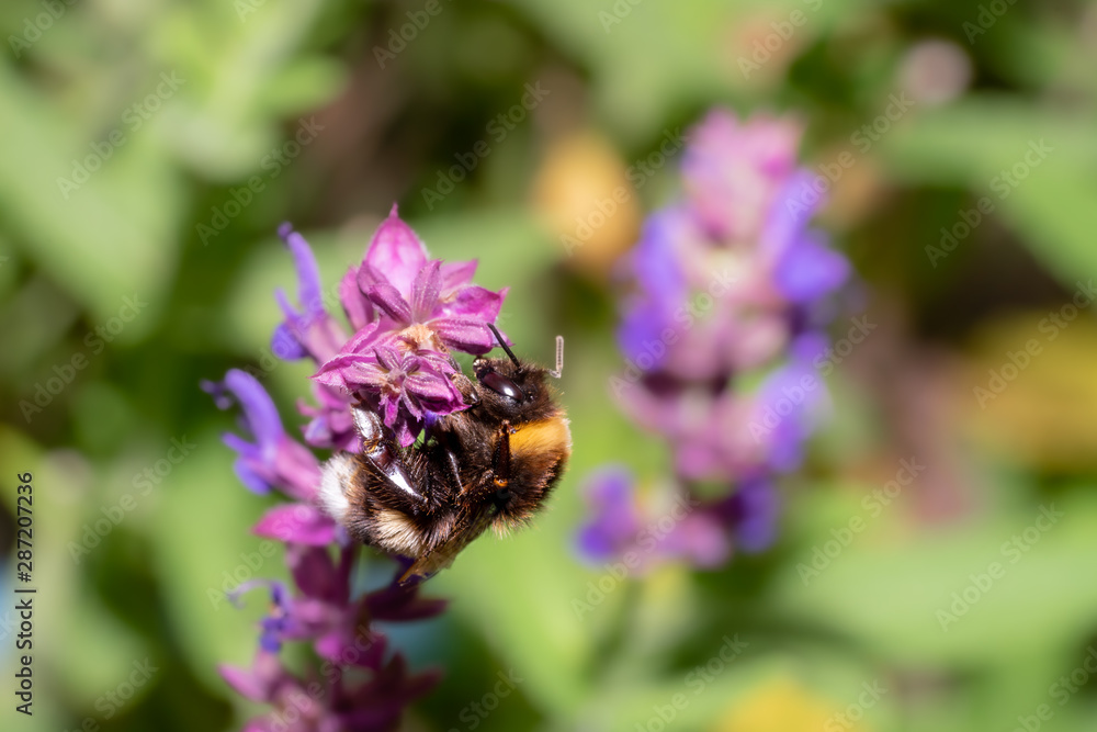 Bumblebee pollinating a purple blossom Bumblebee pollinating a purple blossom