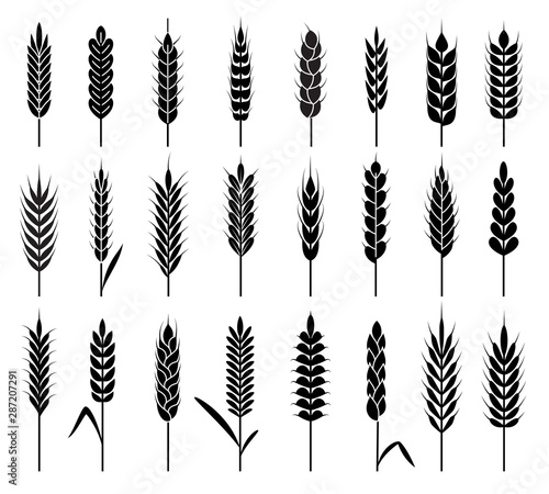 Wheat ears icons. Organic agriculture cereals harvest. Stalk grain rice and wheat, corn and oats, barley natural product vector logos