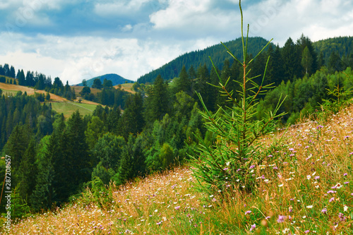 Spruces on hills - beautiful summer landscape  cloudy sky at bright sunny day. Carpathian mountains. Ukraine. Europe. Travel background.