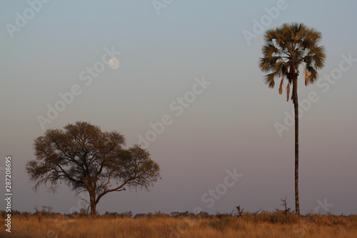 Late afternoon in African bush