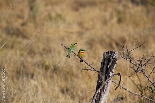 Bright colors of African bush