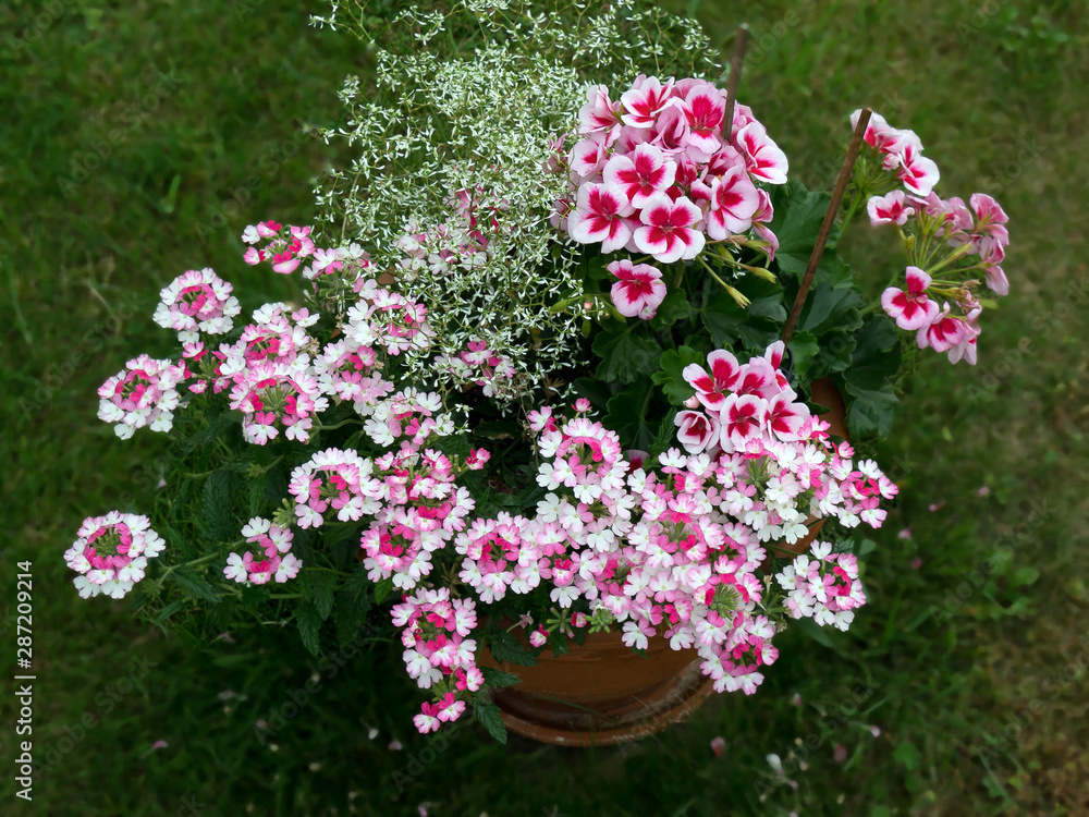 Gartennelken Gartennelken