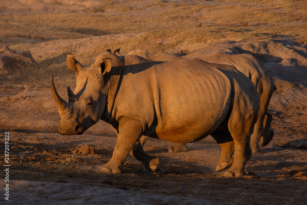 Fototapeta premium rhinoceros walking towards left and head turned slightly toward viewer