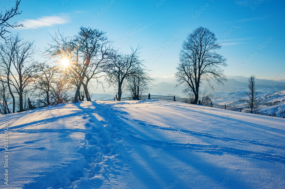 Fototapeta premium winter landscape. pine trees covered with snow