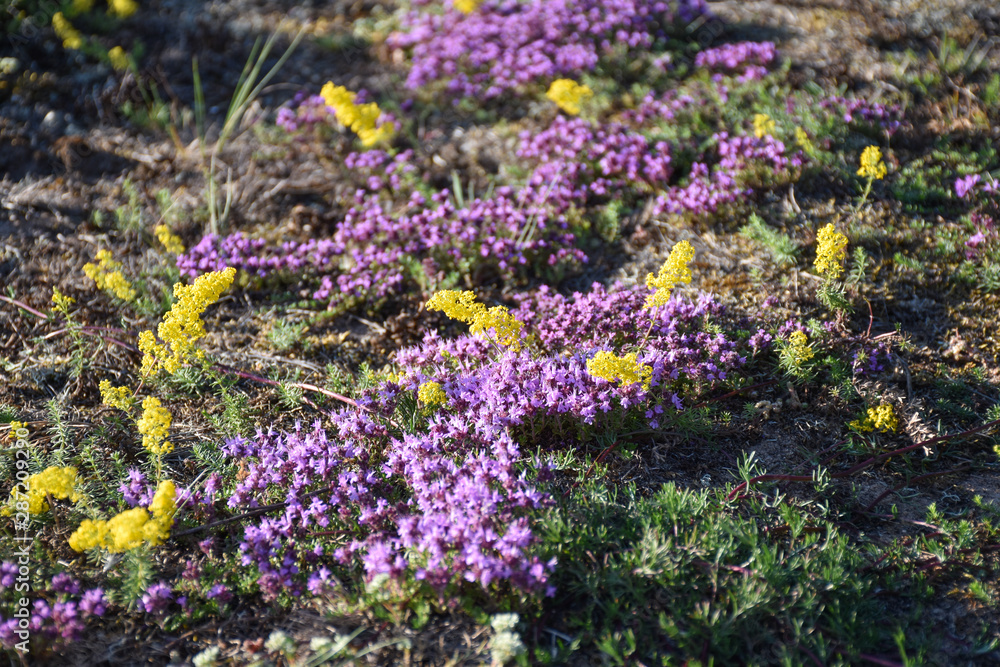 Sunlit purple and yellow flowers close up Sunlit purple and yellow flowers close up