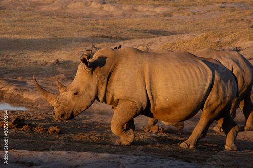 Rhinoceros walking to left side view