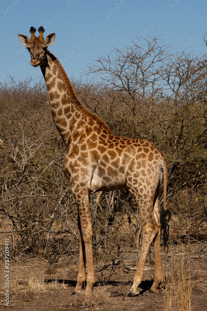 Giraffe standing facing left and looking at viewer