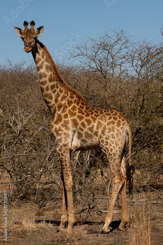 Giraffe standing facing left and looking at viewer