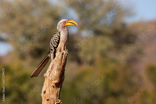 Southern yellow billed hornbill perched on a dead branch