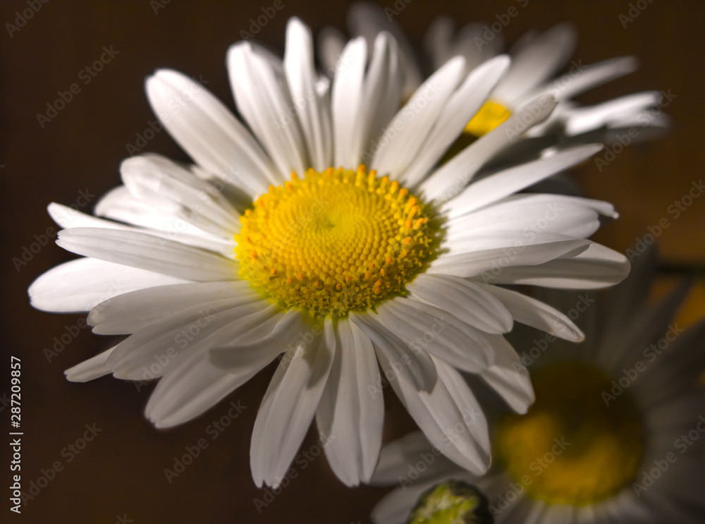 Obraz premium Big white daisy in the rays of the setting sun