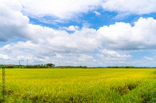 Rice field green grass with blue cloudy sky in Thailand.