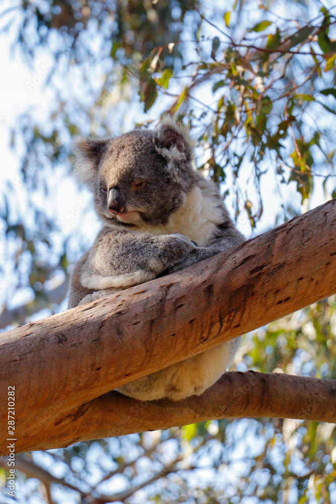 Obraz premium Cute Koala Bear Sleeping on a Tree, taken in Australia