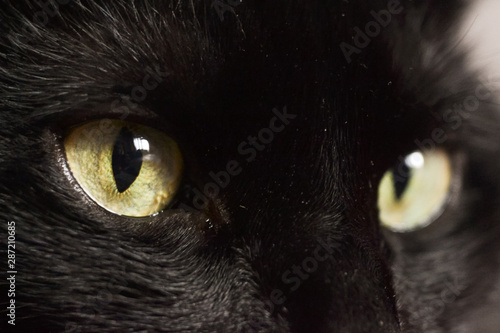 Close up portrait of a black kitten