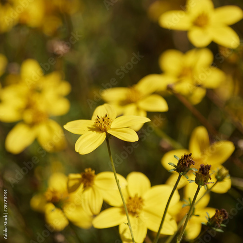  Bidens jaune or (Bidens ferulifolia)