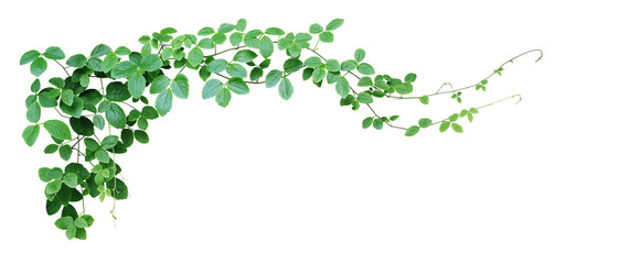 Bush grape or three-leaved wild vine cayratia (Cayratia trifolia) liana ivy plant bush, nature frame jungle border isolated on white background, clipping path included.