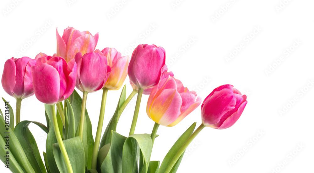 Fototapeta premium Pink tulip on white background.