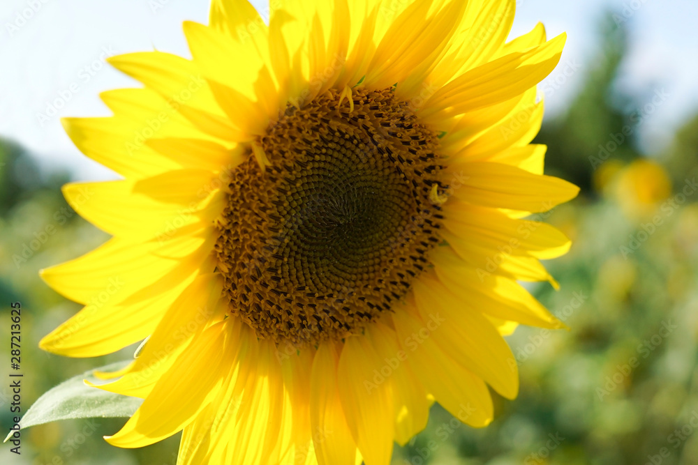 A sunflower on a field in the summer
