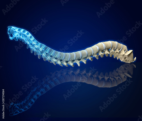 Foto Human spine with intervertebral disks, medically 3D illustration